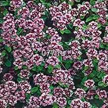 семена травы лекарственной