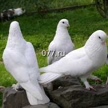 голуби (выпуск голубей на свадьбе)