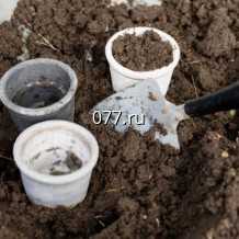 торф (грунт)