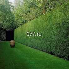 живая изгородь-устройство (высадка, посадка растений)