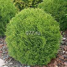 материал посадочный (саженцы) культур древесно-кустарниковых декоративных хвойных туя (пирамидальная, шаровидная), золотистая, можжевельник (пирамидальный, стелющийся)