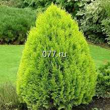 материал посадочный (саженцы) культур древесно-кустарниковых декоративных хвойных туя складчатая