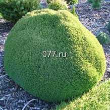 материал посадочный (саженцы) культур древесно-кустарниковых декоративных хвойных туя западная Мистер Боулинг Болл