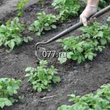 тяпка Премиум, лезвие 16 см, деревянный черенок