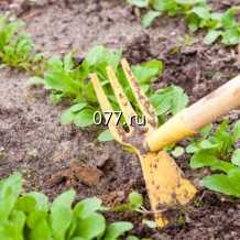 тяпка Росток, малая, тулейка, 26 мм