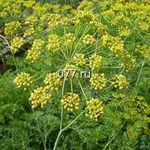 семена овощных культур (овощей) в т.ч зелени