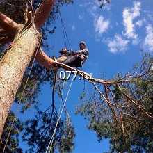 дерево-спиливание (удаление, вырубка деревьев)