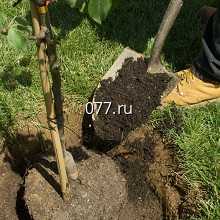 дерево-посадка (высадка деревьев)