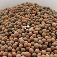 семена зернобобовых культур (растений) люпин Дега