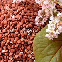 семена зернобобовых культур (растений) гречиха Девятка РС1