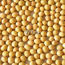 семена зернобобовых культур (растений) сорго Сахарное Сажень