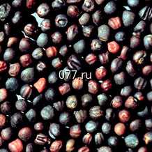 семена зернобобовых культур (растений) сурепица сорт Липчанка Элита