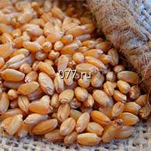 семена зернобобовых культур (растений) озимая пшеница Скипетр