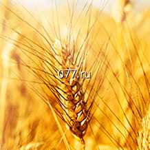 семена зернобобовых культур (растений) пшеница яровая мягкая
