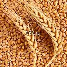 семена зернобобовых культур (растений) пшеница Омская36