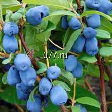 материал посадочный (саженцы) культур древесно-кустарниковых плодовых жимолость съедобная, голубика садовая, слива