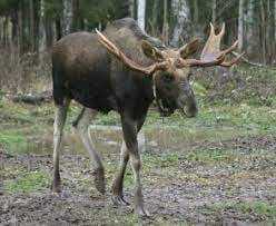 В Воронежской области браконьеры убили лося и кабана