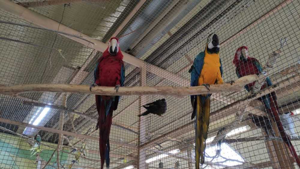 В Воронежском зоопарке поселились новые попугаи ара