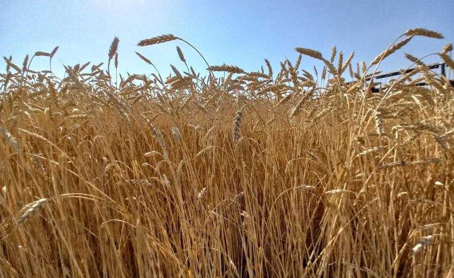 Аграрии Воронежской области намолотили 5,6 млн. тонн зерна