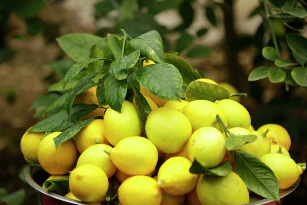 В России рекордно подешевели лимоны 