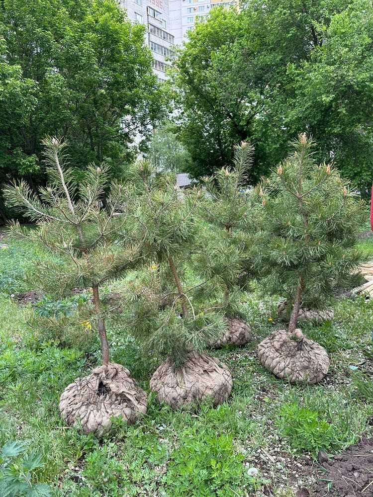 О выполнении весеннего и осеннего планах на озеленение города рассказал глава Воронежа Вадим Кстенин