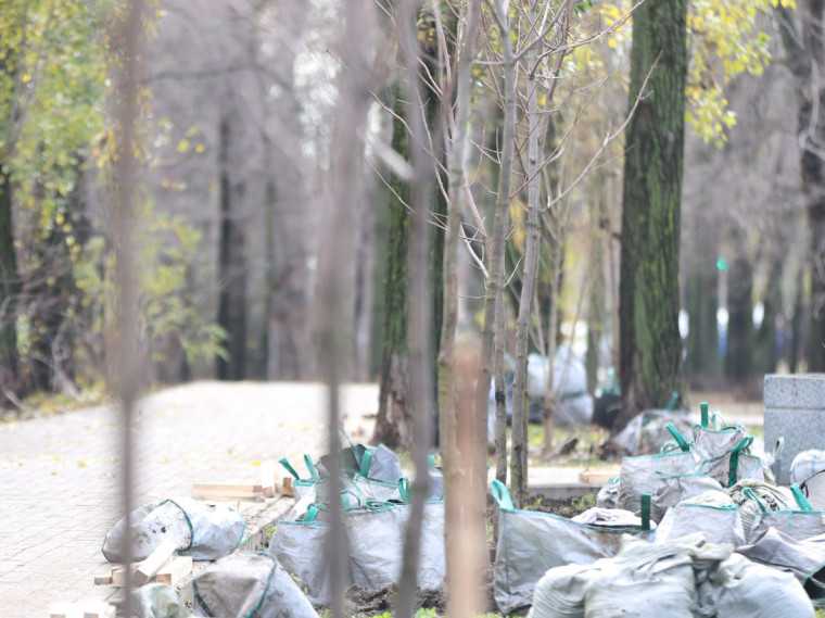 В Воронеже подходит к завершению осеннее озеленение