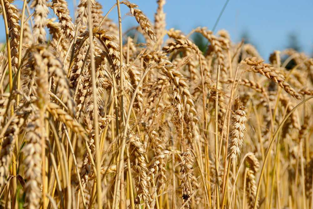 В Воронежской области собрали 6,1 тонн зерновых и 4,2 тонны сахарной свеклы