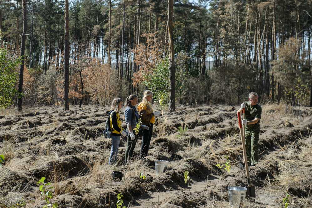 Воронежский лесной фонд пополнился саженцами засухоустойчивой березы