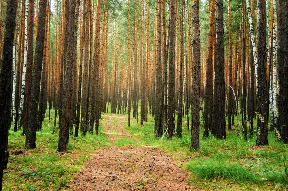 Северный лес в Воронеже теперь будут охранять