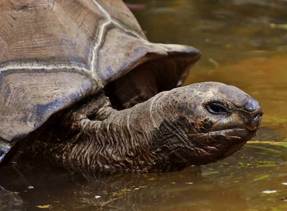Воронежский зоопарк приглашает на кормление кусающейся черепахи