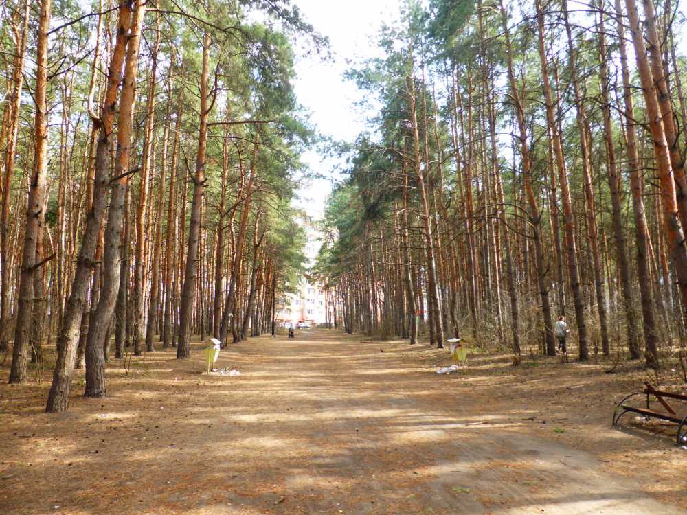 В Воронеже стартовало масштабное обновление Северного леса