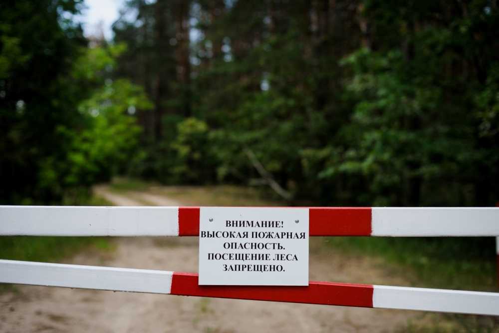 В Воронежской области вновь ограничен доступ в леса 