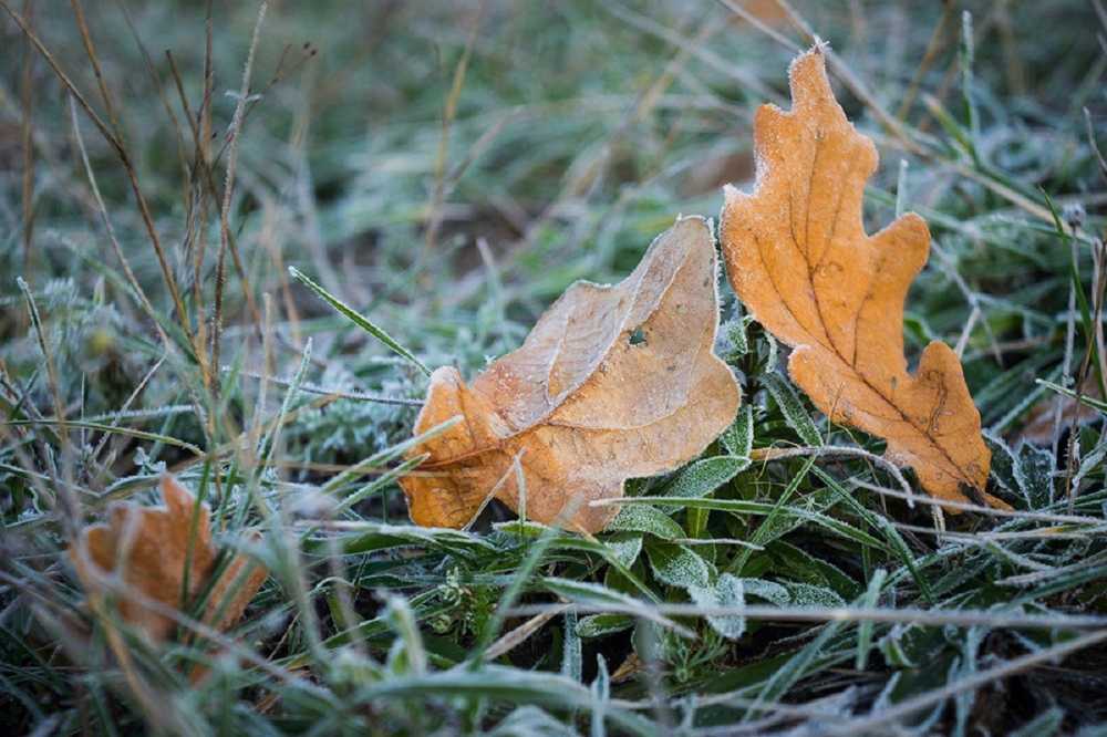 В Воронежской области вновь ожидаются заморозки 
