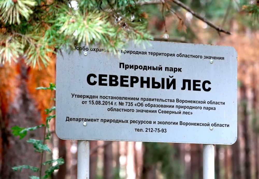В Воронеже ищут подрядчика для проектирования «Северного леса» 