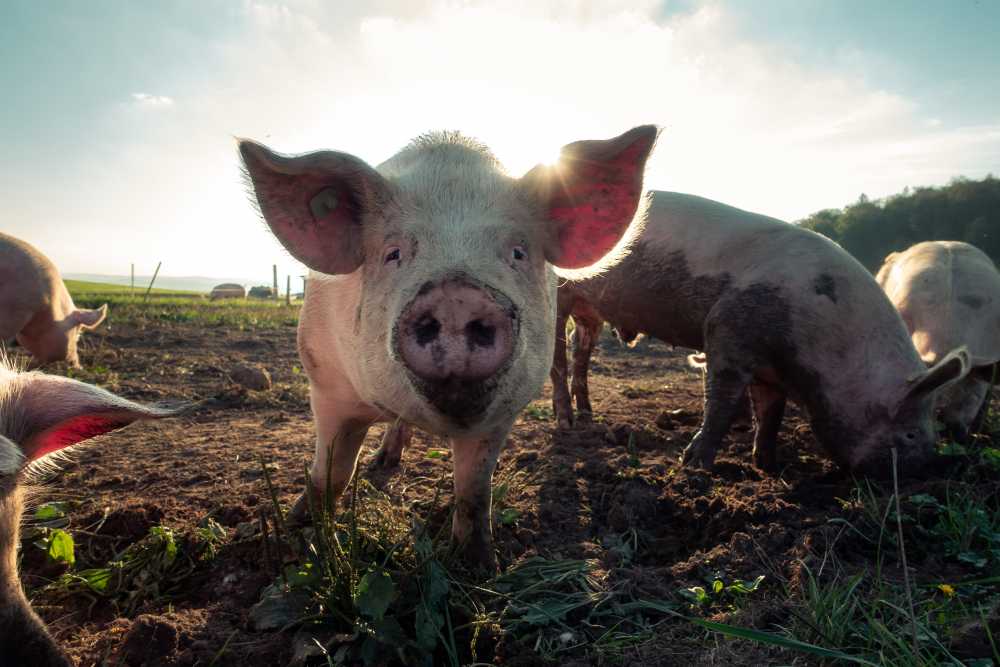 В Воронежской области ввели карантин из-за африканской чумы свиней 