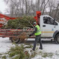 Свыше полутора тысяч новогодних елок переработали в Воронеже