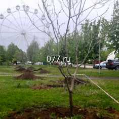 Деревья со стройплощадки музея ВДВ «переедут» к Ледовому дворцу
