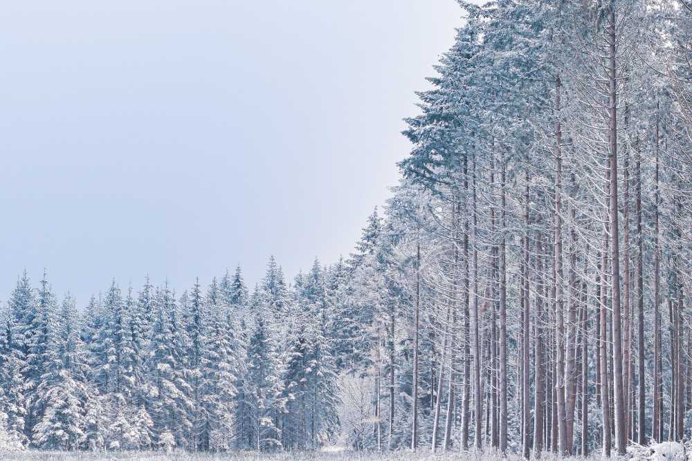 В Воронеже снег останется до Нового года
