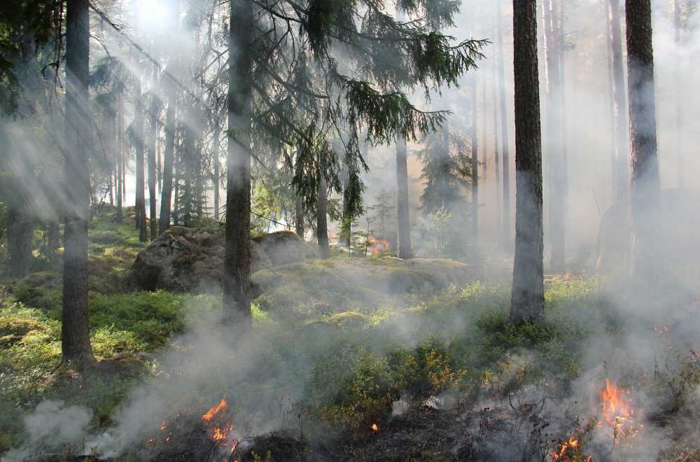 В Воронежской области начались первые ландшафтные пожары