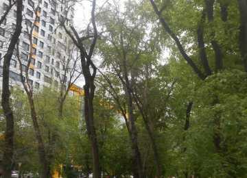 В Воронежском сквере «Ворошилова» спилят 22 дерева 