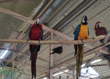 В Воронежском зоопарке поселились новые попугаи ара
