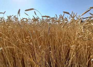 Аграрии Воронежской области намолотили 5,6 млн. тонн зерна