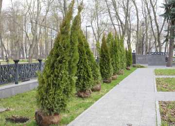 В Воронеже началось озеленение парка «Орленок»