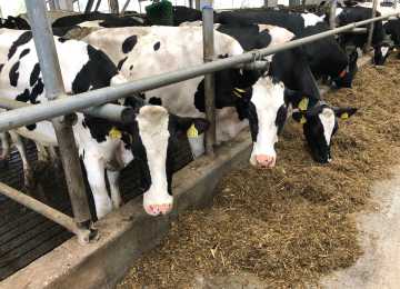 В Воронежской области произведено более 800 тыс. тонн молока 