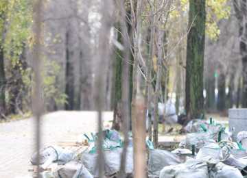 В Воронеже подходит к завершению осеннее озеленение