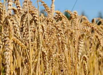 В Воронежской области собрали 6,1 тонн зерновых и 4,2 тонны сахарной свеклы