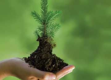 В этом году в Воронежской области будет выделено 2012 гектаров земли для посадки лесных насаждений