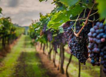 30 тысяч литров красного и белого вина в год планируют производить в Воронежской области
