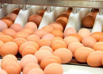 В Воронежской области растет производство мяса и яиц