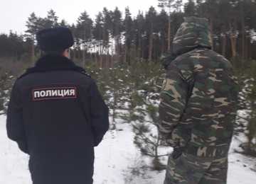 Патрулирование хвойных насаждений усилено в лесах Воронежской области